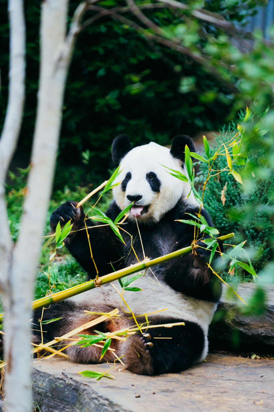 Chengdu